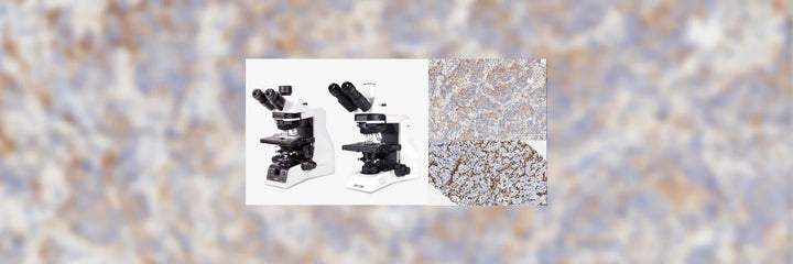 Choosing a Clinical Microscope: Immunohistochemistry (IHC)