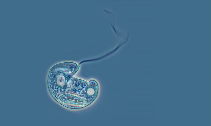 Phase contrast microscopy- Euglena