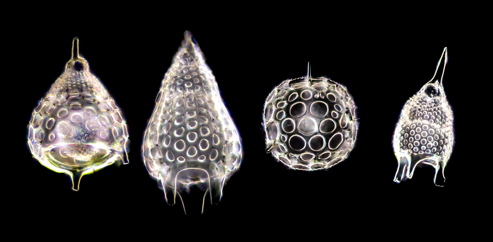 Introduction to Dark-Field Microscopy